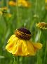 Helenium  El DOrado_1